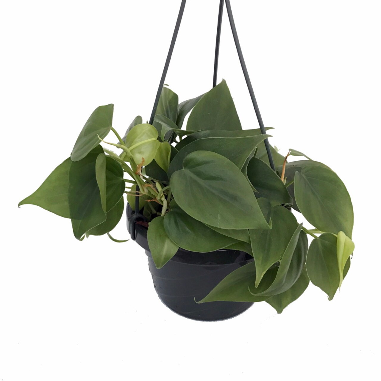 Heart Leaf Philodendron cordatum - Easiest House Plant to Grow-6" Hanging Basket